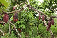 Szenenwechsel - Kakao-Plantangen...